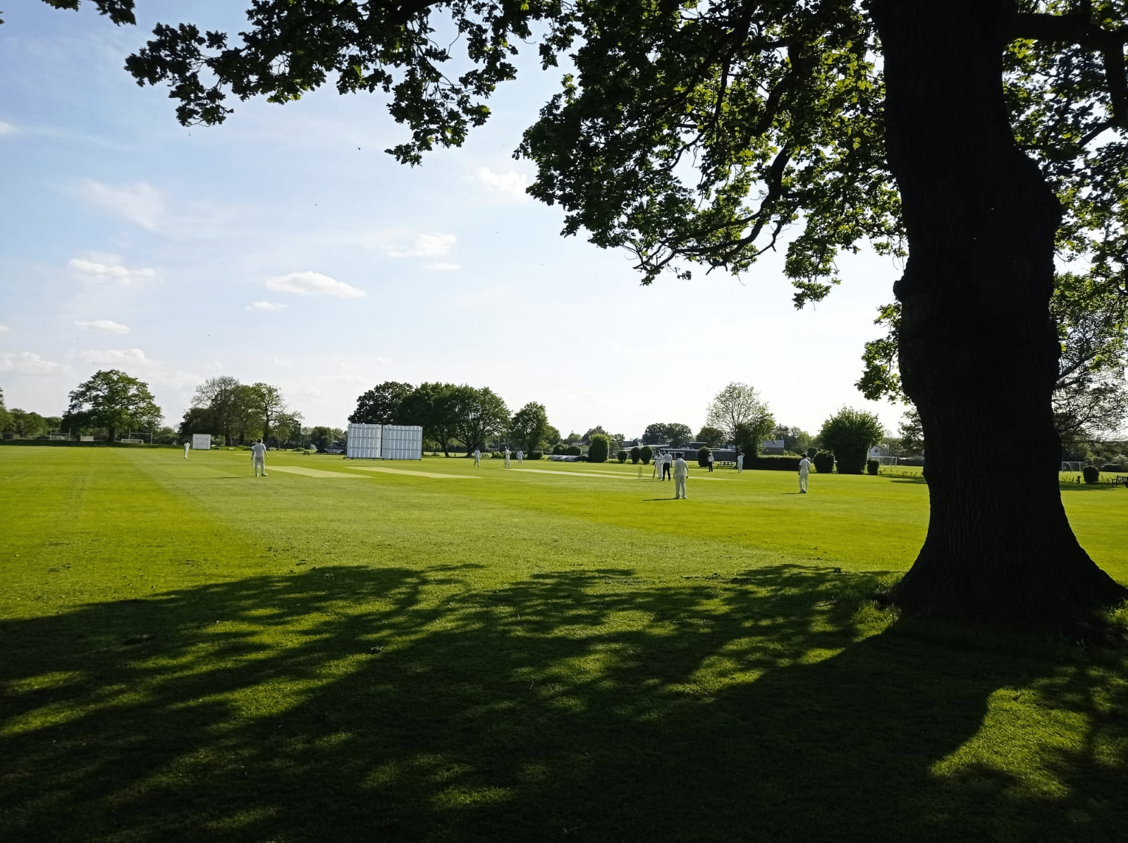 Cricket1